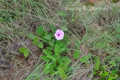 Ipomoea barlerioides